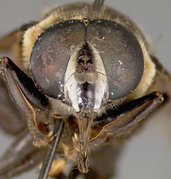 Media type: image;   Entomology 23786 Aspect: head frontal view